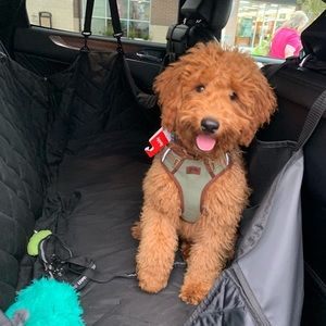 Reddy Olive Dog Harness, Collar, & Lead